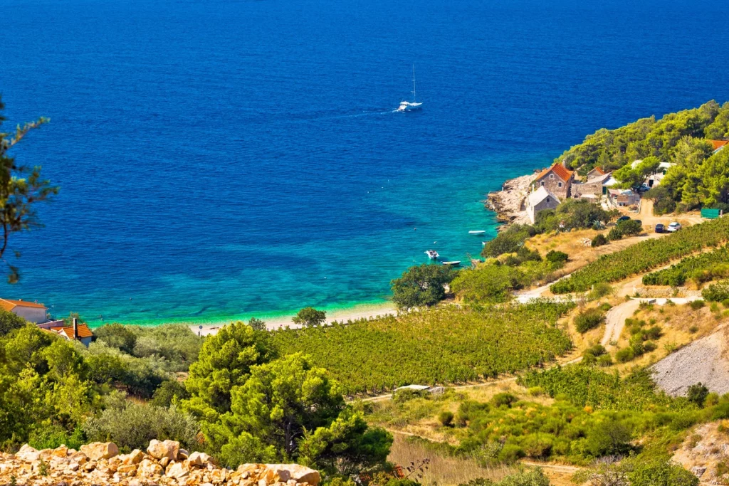 vineyard on Farska Bay Brac 1200 1