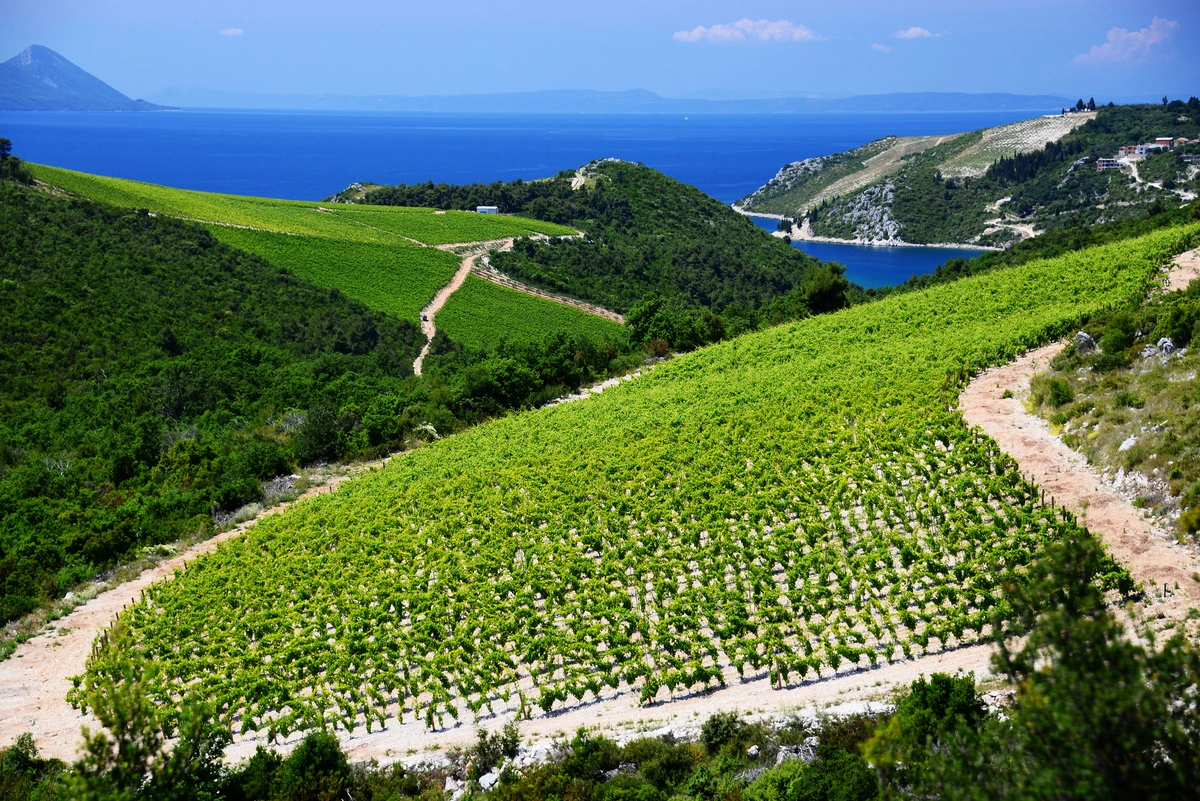 Croatian wine