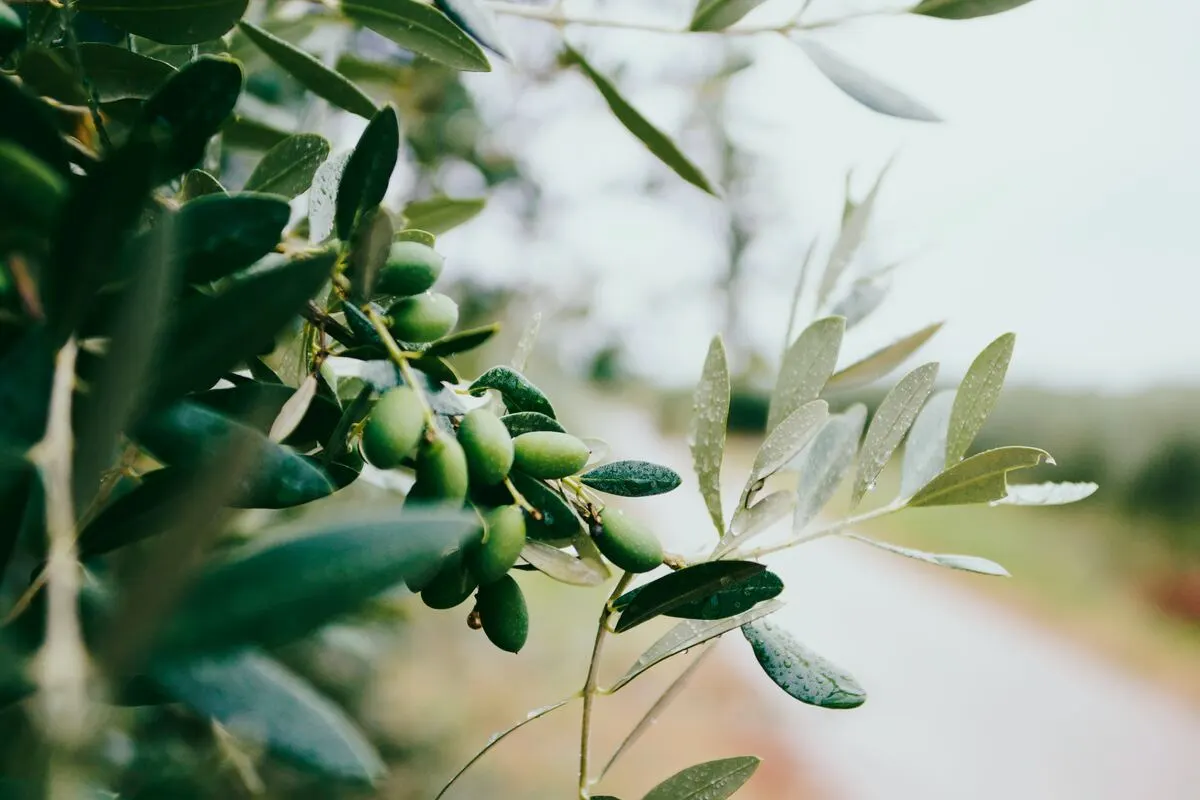 Croatian olive oil