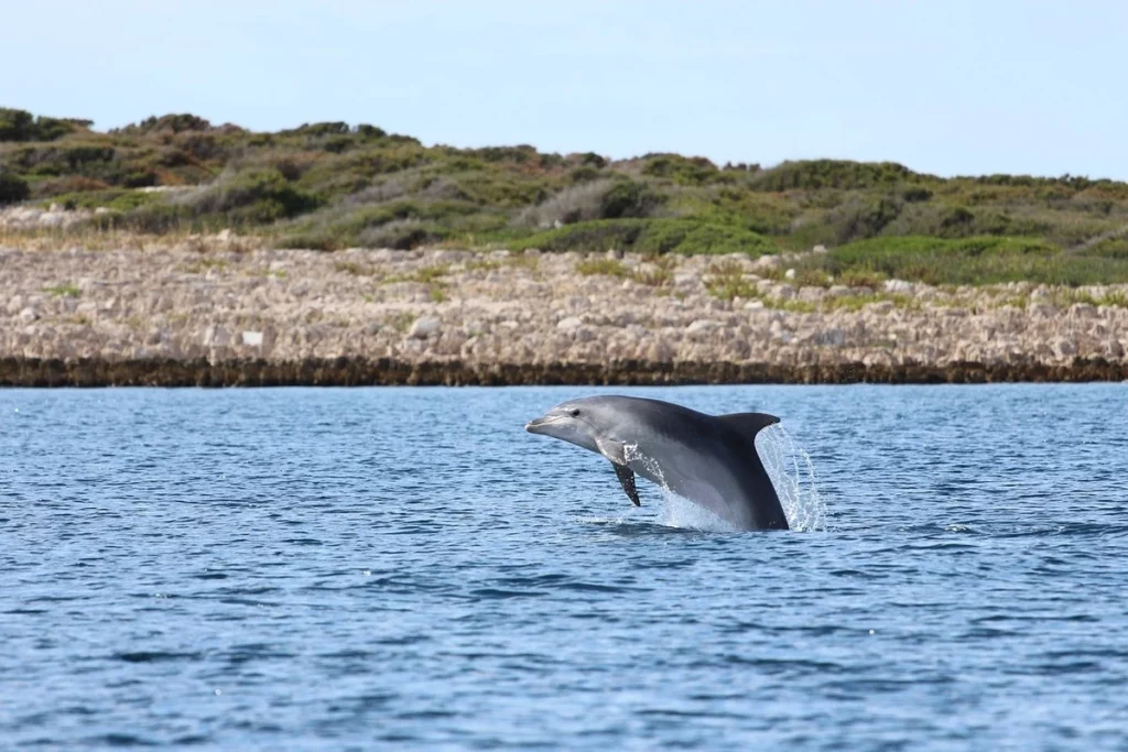 Croatia yacht charter dolphin encounters