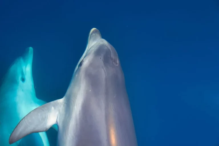 Croatia Yacht Charter Dolphin Encounter